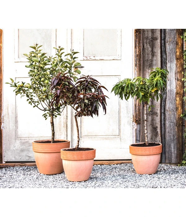 Zwergbirne 'Luisa' – Bild 2