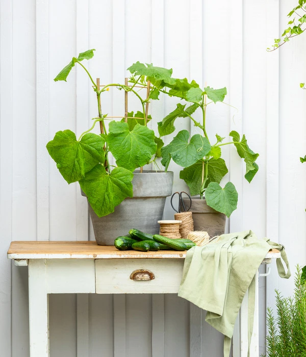 Mini Schlangengurke – Bild 5