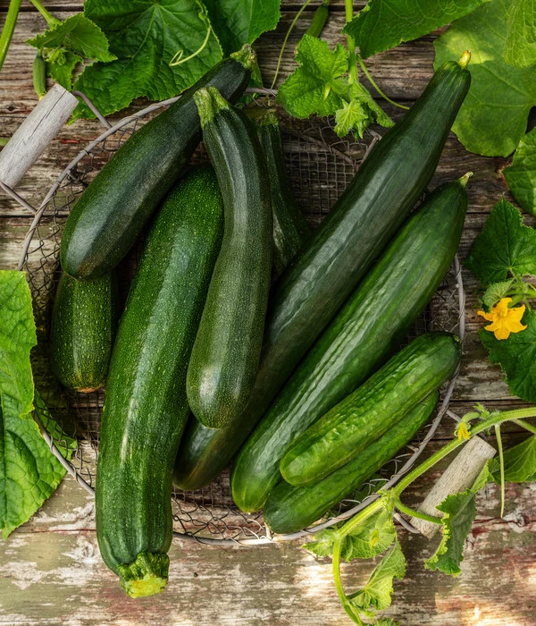 Mini Schlangengurke – Bild 4