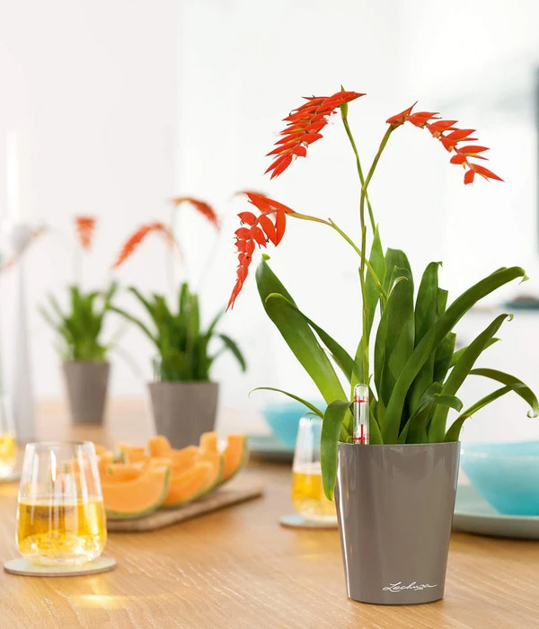 LECHUZA® DELTINI, All-in-One-Set – Bild 3