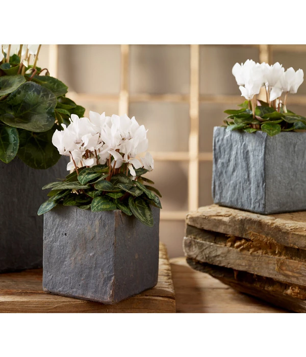 Midi Alpenveilchen, Verschiedene Sorten – Bild 11