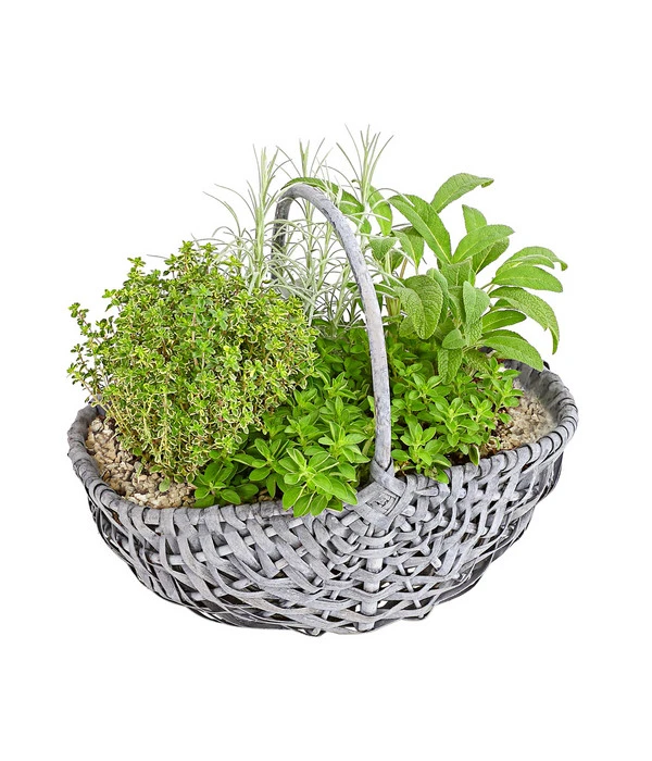 Bepflanzter Korb Mit Kräutern, 30 Cm – Bild 2