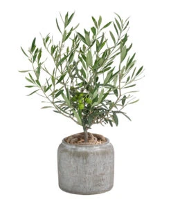 Olive, Busch, In Keramik, Ca. Ø16/H40 Cm