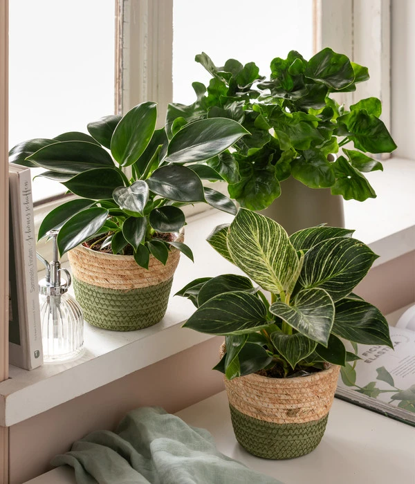 Dehner Seegras-Korb Phil, Rund – Bild 4