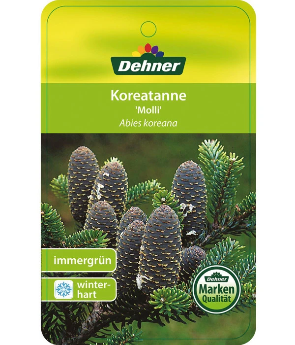 Korea-Tanne 'Molli' – Bild 5