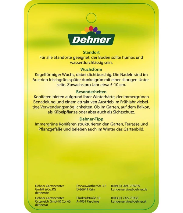 Korea-Tanne 'Molli' – Bild 6