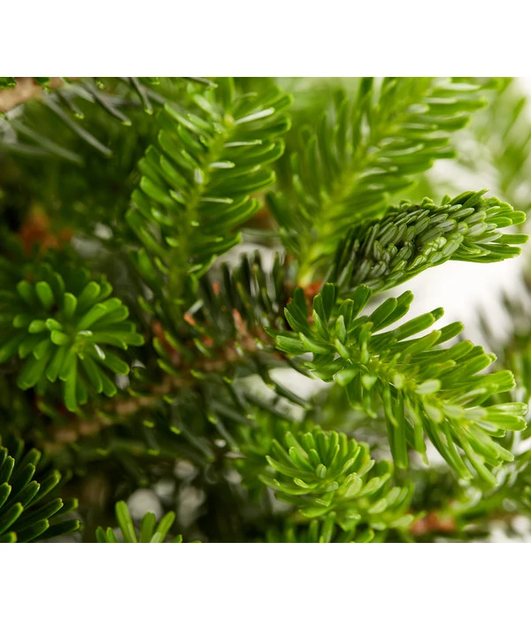 Korea-Tanne 'Molli' – Bild 3