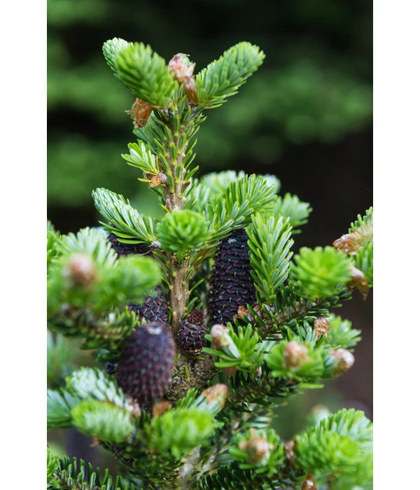 Korea-Tanne 'Molli' – Bild 4