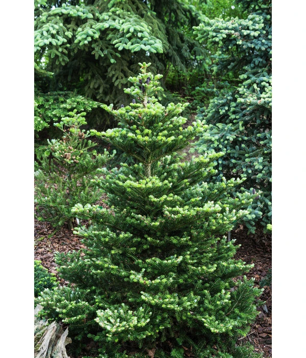 Korea-Tanne 'Molli' – Bild 2