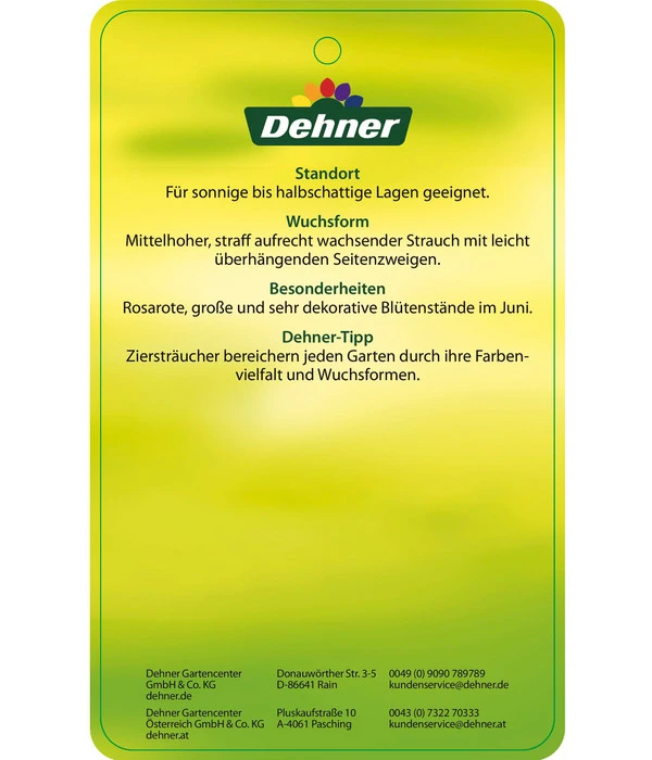 Deutzie 'Tourbillon Rouge' - Sternchenstrauch – Bild 4