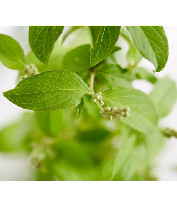 Deutzie 'Tourbillon Rouge' - Sternchenstrauch – Bild 2