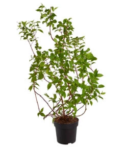 Deutzie 'Tourbillon Rouge' - Sternchenstrauch