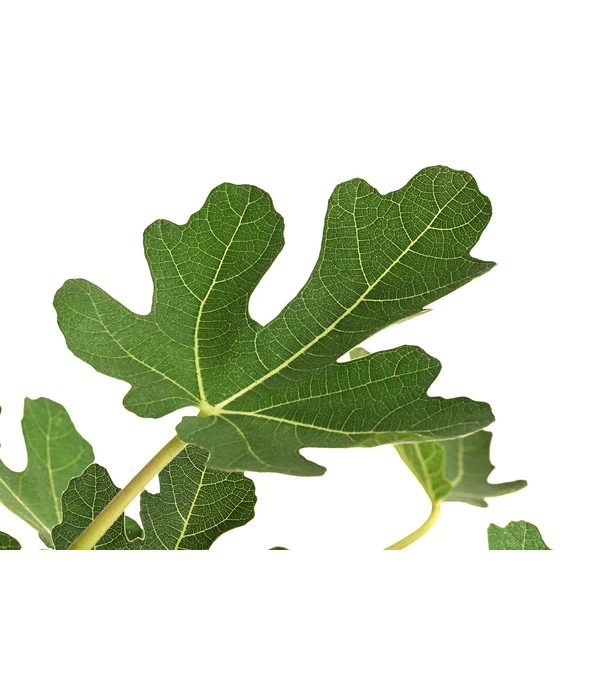 Feige, Hell – Bild 5