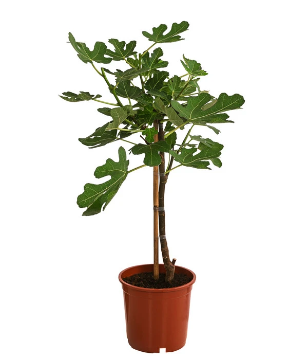 Feige, Hell – Bild 2