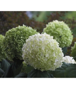 Schneeball-Hortensie 'Strong Annabelle®'