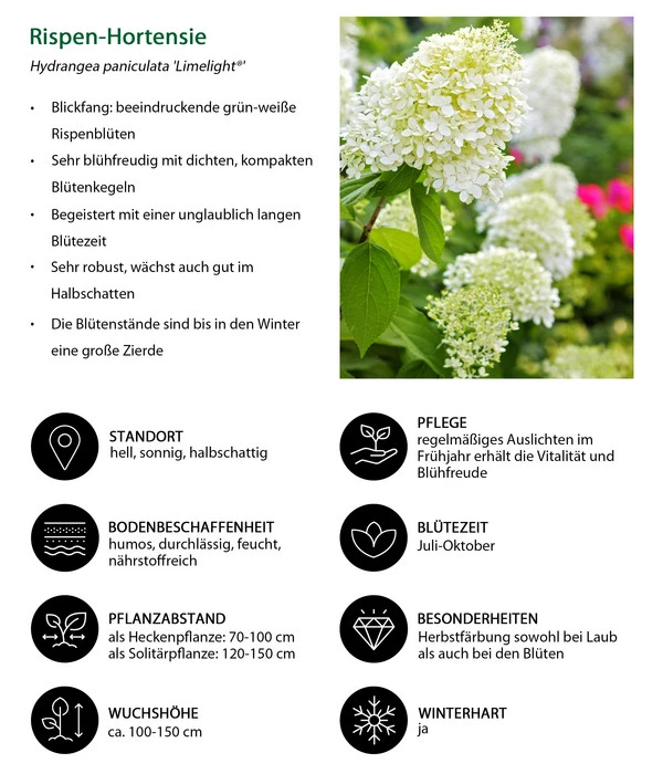 Rispen-Hortensie 'Limelight®' – Bild 6