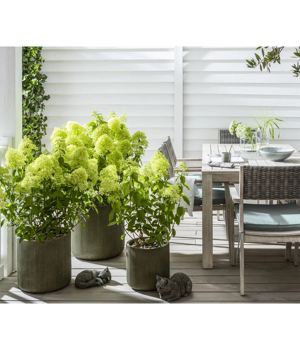 Rispen-Hortensie 'Limelight®' – Bild 5
