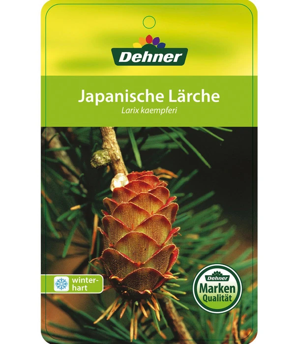 Japanische Lärche – Bild 3