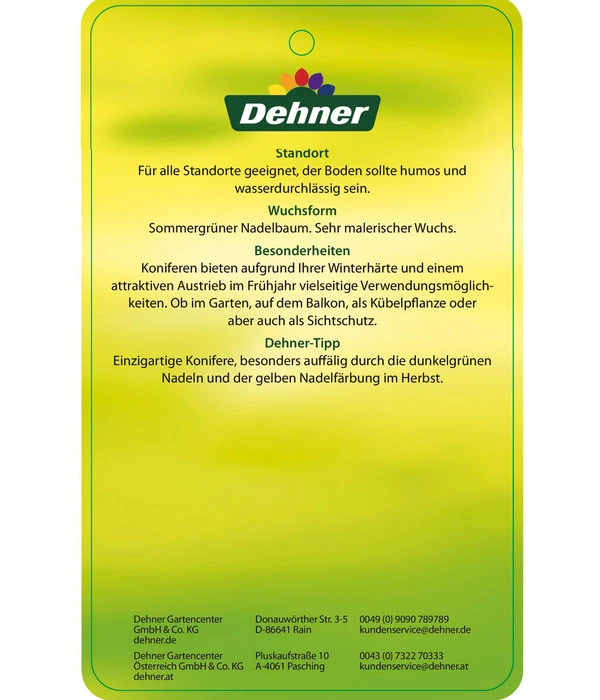Japanische Lärche – Bild 4