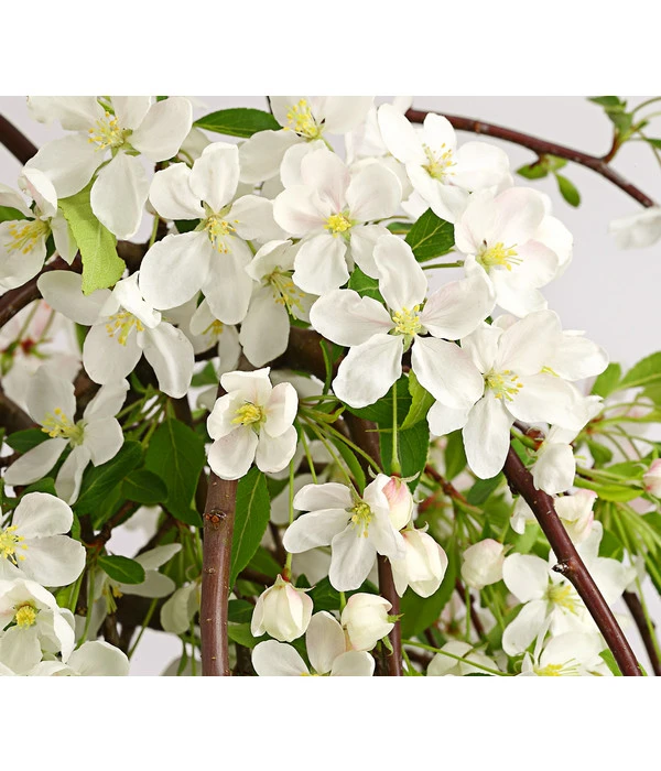 Hänge-Zier-Apfel 'Fontana', Stämmchen – Bild 4