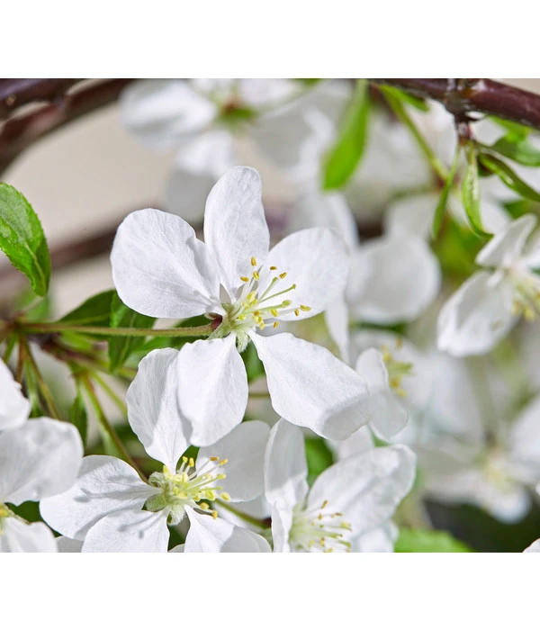 Hänge-Zier-Apfel 'Fontana', Stämmchen – Bild 5