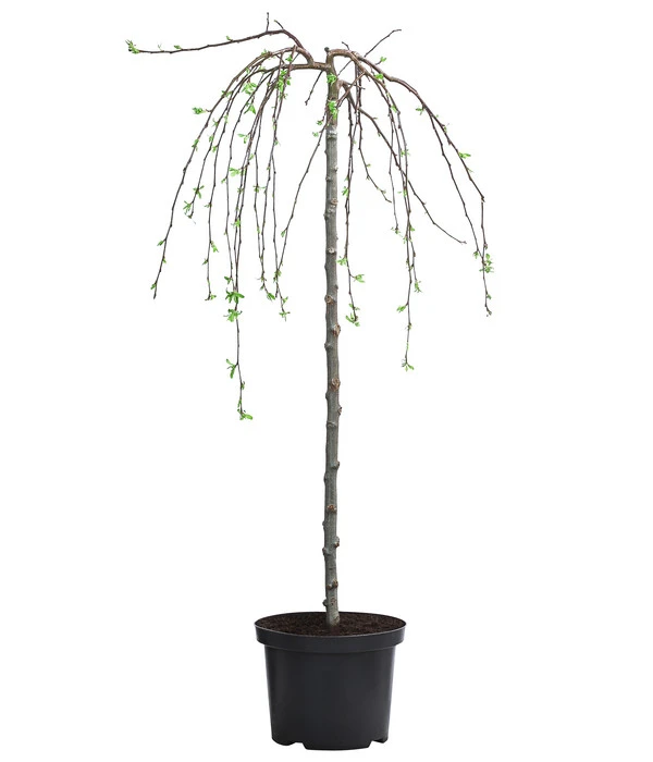 Hänge-Zier-Apfel 'Fontana', Stämmchen – Bild 2