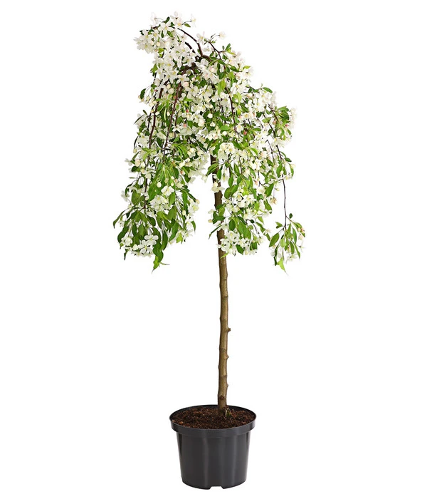 Hänge-Zier-Apfel 'Fontana', Stämmchen