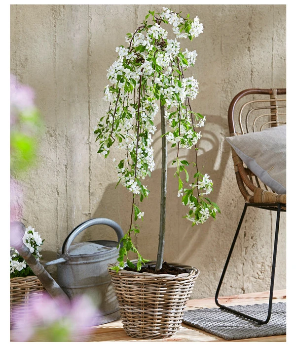 Hänge-Zier-Apfel 'Fontana', Stämmchen – Bild 3