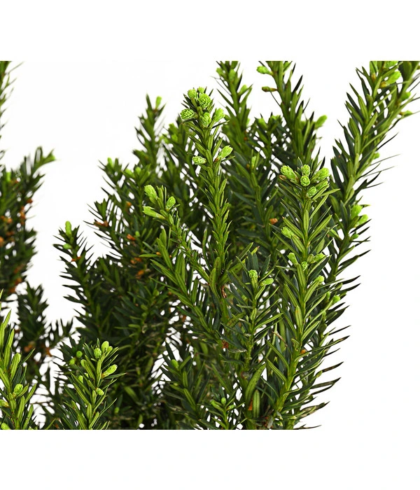 3 Meter Becher-Eibe 'Hillii', 6 X Ca. 90-100 Cm – Bild 2
