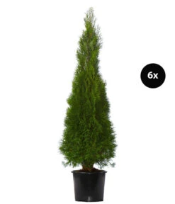 3 Meter Lebensbaum 'Smaragd', 6 X Ca. 125-150 Cm