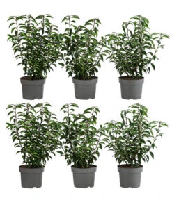 2 Meter Portugiesischer Kirschlorbeer 'Angustifolia', 6 X Ca. 40-60 Cm