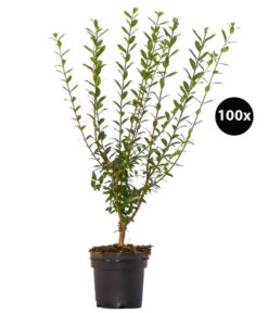 25 Meter Gemeiner Liguster, 100 X Ca. 60-100 Cm