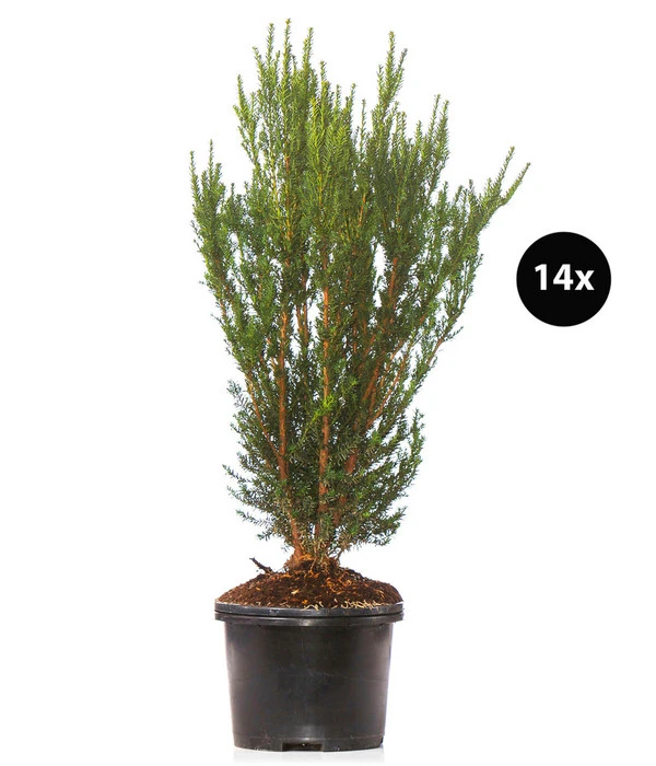 7 Meter Becher-Eibe 'Hillii', 14 X Ca. 90-100 Cm