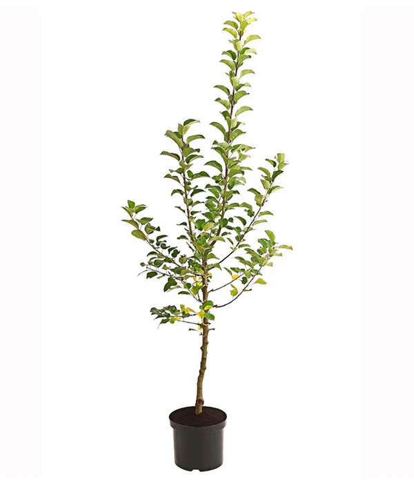 Herbstapfel 'Alkmene' â Bild 2