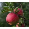 Bio Herbstapfel 'Topaz'