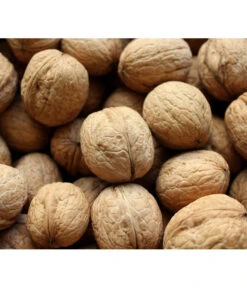 Veredelte Walnuss 'Mars'