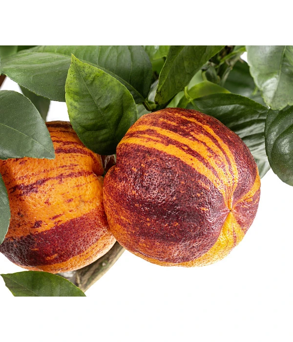 Regenbogen-Orange 'Acrobal' – Bild 4