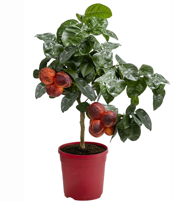 Regenbogen-Orange 'Acrobal' – Bild 3