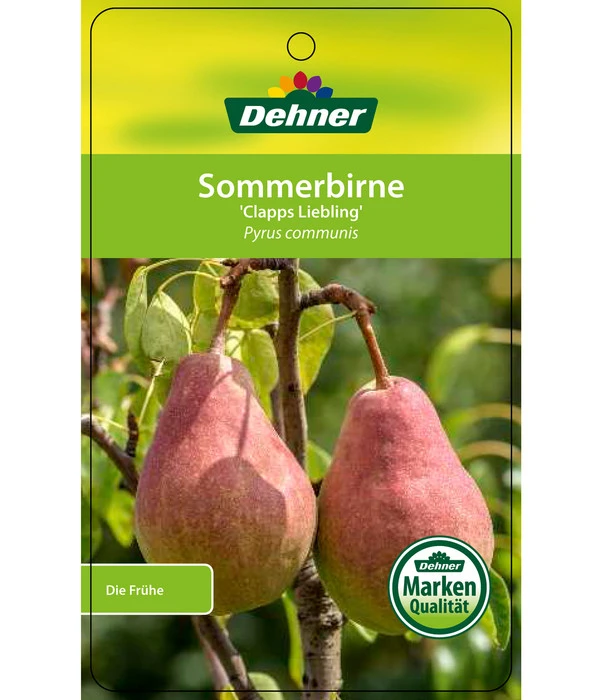 Sommerbirne 'Clapps Liebling' – Bild 2