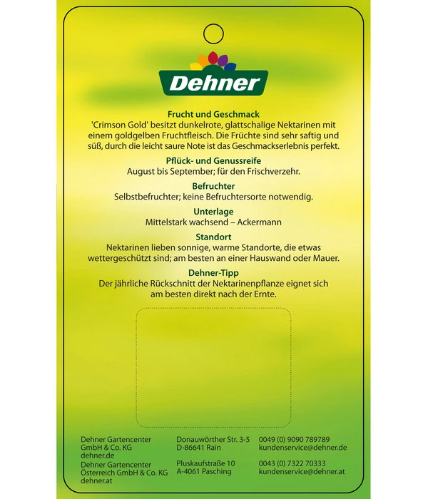 Nektarine 'Crimson Gold' – Bild 5