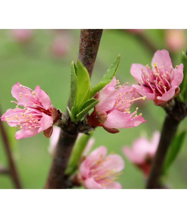 Nektarine 'Crimson Gold' – Bild 3