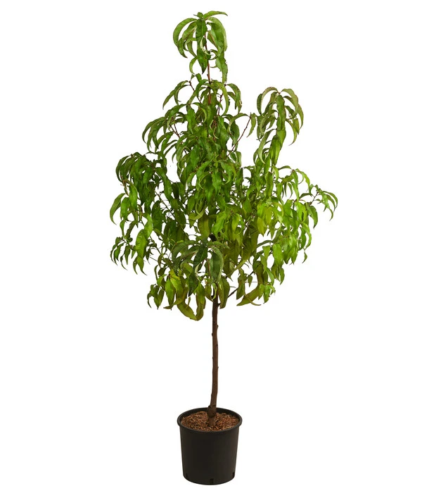 Nektarine 'Crimson Gold' – Bild 2