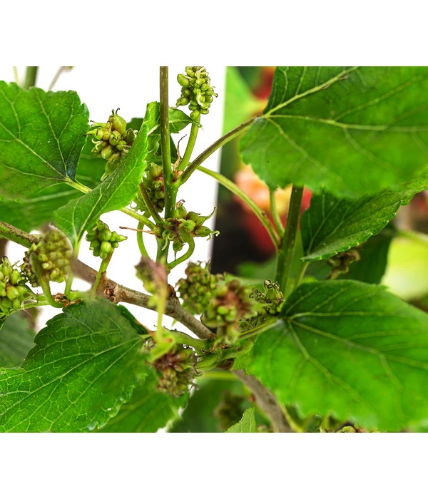 Maulbeere 'Mojo Berry' – Bild 3