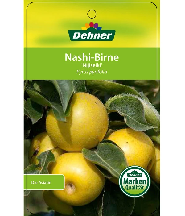Nashi-Birne 'Nijiseiki' â Bild 4