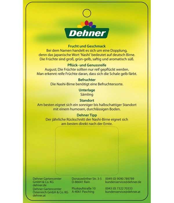 Nashi-Birne 'Nijiseiki' â Bild 5
