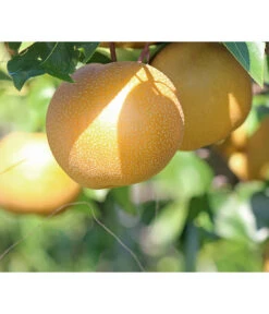 Nashi-Birne 'Nijiseiki'