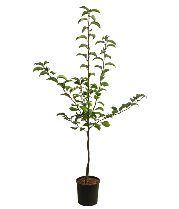 Nashi-Birne 'Nijiseiki' â Bild 2