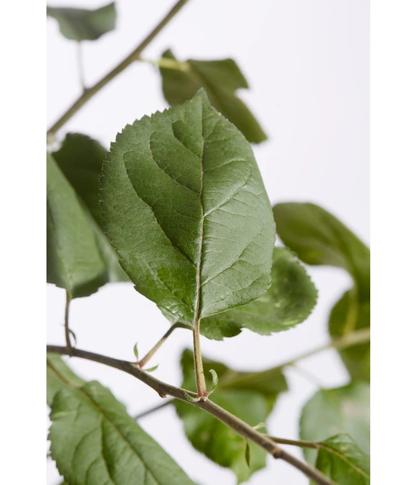 Winterapfel 'Roter Boskoop' â Bild 5