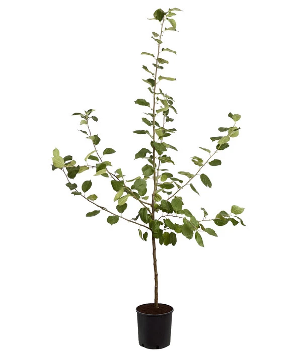 Winterapfel 'Roter Boskoop' â Bild 4