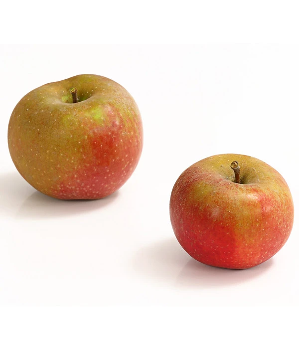 Winterapfel 'Roter Boskoop' â Bild 2
